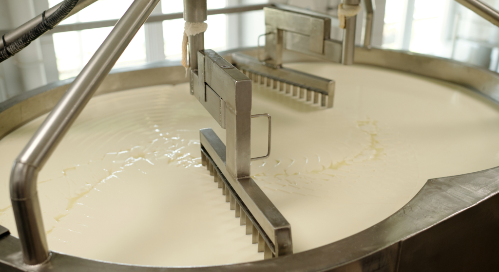 Dairy process of milk turning in stainless steel vat creating curds for cheese production